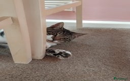 Mixed Breed cats for sale: Lovely bengal x boy for sale. in Plymouth - Image 4