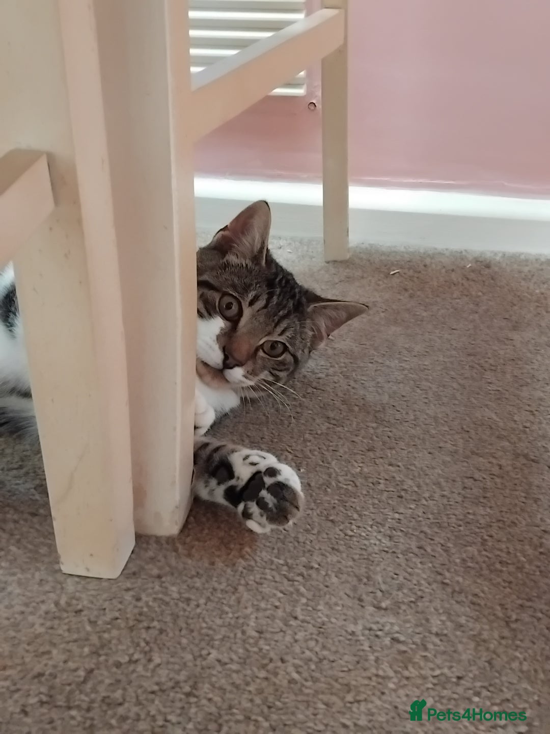 Mixed Breed cats for sale: Lovely bengal x boy for sale. in Plymouth - Image 4
