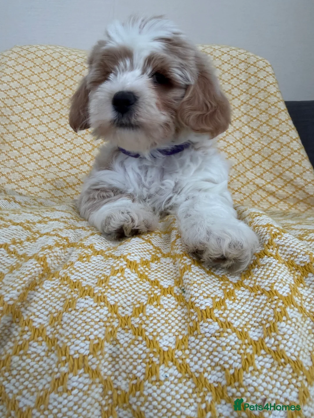Maltipoo dogs for sale: Beautiful happy health tested Maltipoo fur babies  - Advert 5