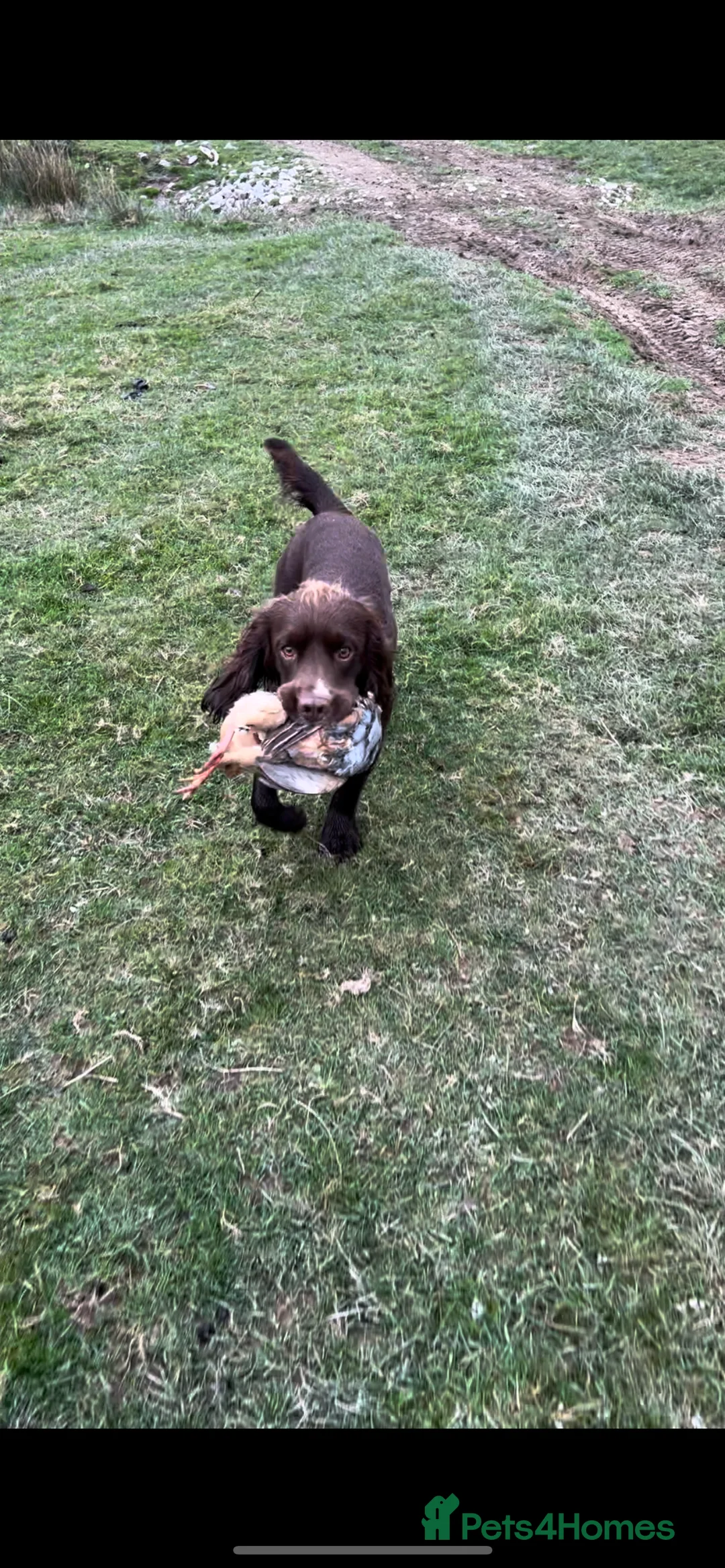 Sprocker dogs for stud: Health tested sprocker for stud in Shrewsbury - Advert 18