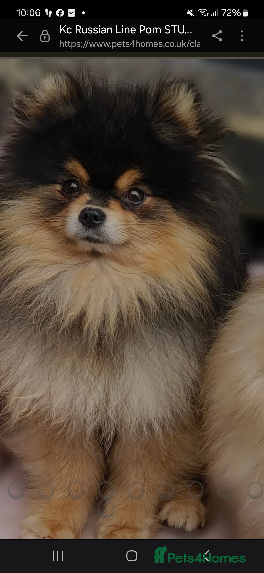 Pomchi dogs for sale: Beautiful pomchi pups - Advert 4