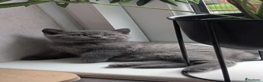 Zephyr 
