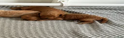 Cavapoo dogs for sale: 5 Beautiful f1Bb Cavapoo puppies 2 male 3 female  - Advert 20