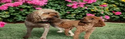 Cavapoo dogs for sale: Little teddy bear deep in red  - Advert 5