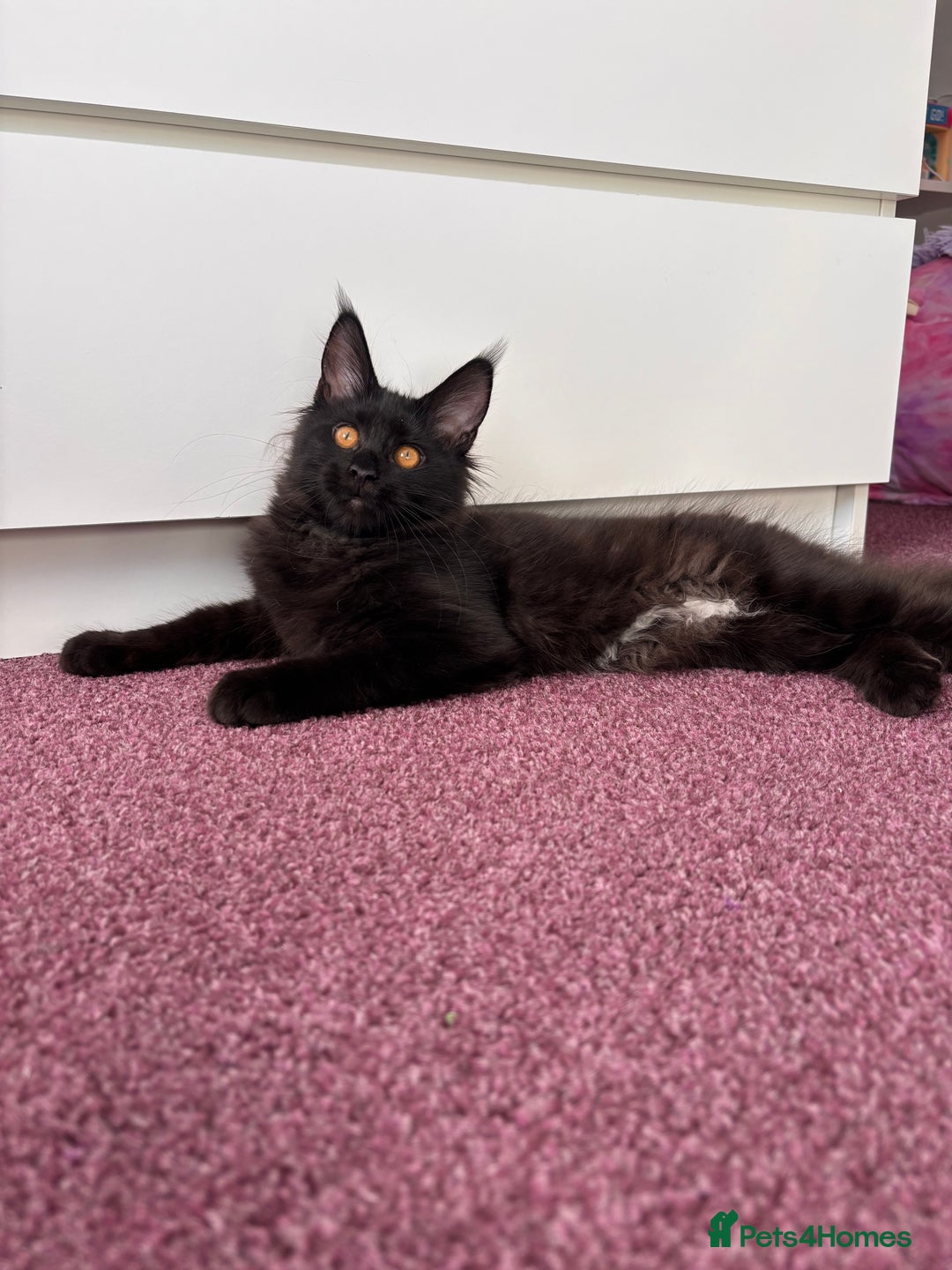 Maine Coon cats for sale: ✨7 Pure Bred Maine Coon Kittens✨ - Advert 13