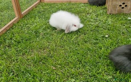 Lionhead rabbits for sale: 4 bunnies 8 weeks old looking for new homes - Image 4