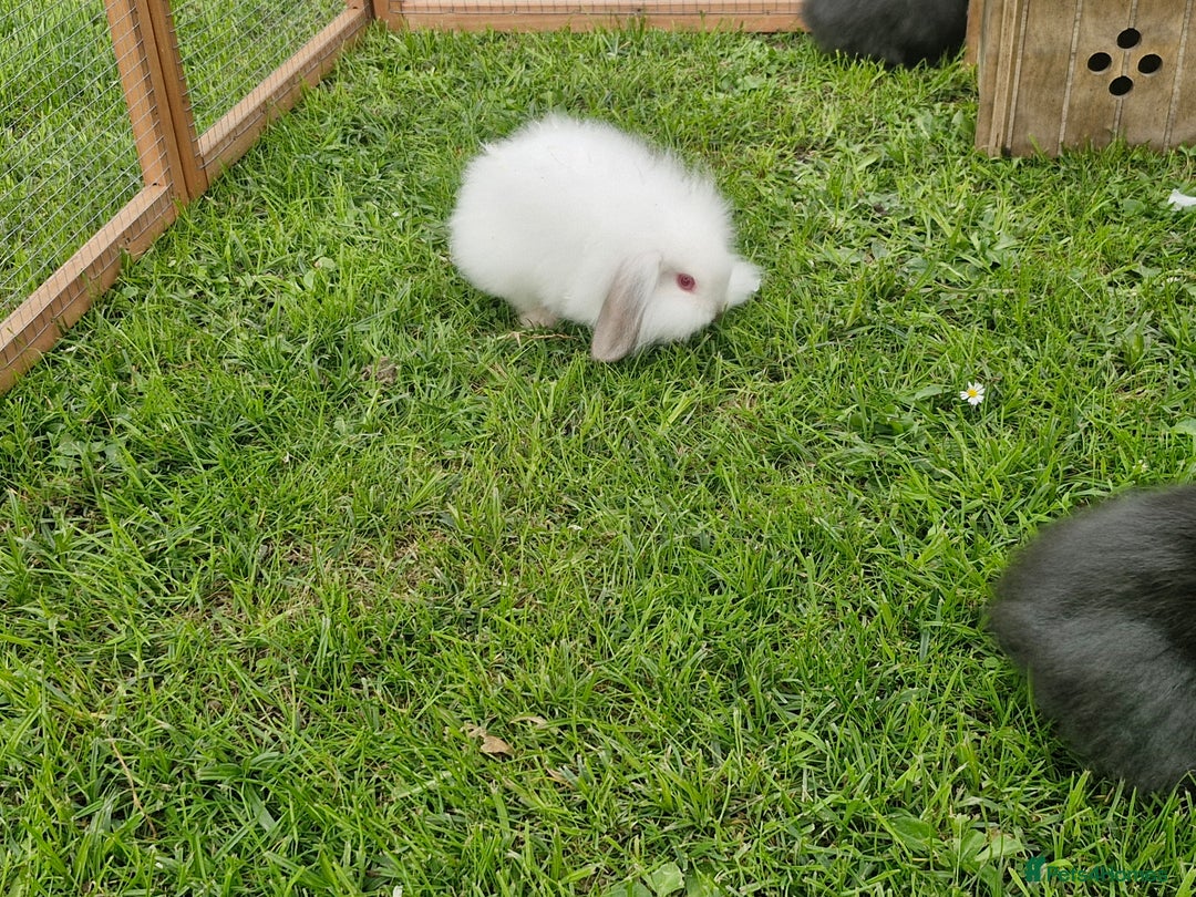 Lionhead rabbits for sale: 4 bunnies 8 weeks old looking for new homes - Image 4
