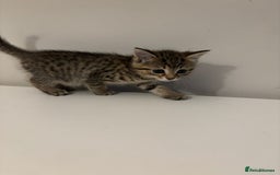 Mixed Breed cats for sale: Beautiful little kitten - Image 6