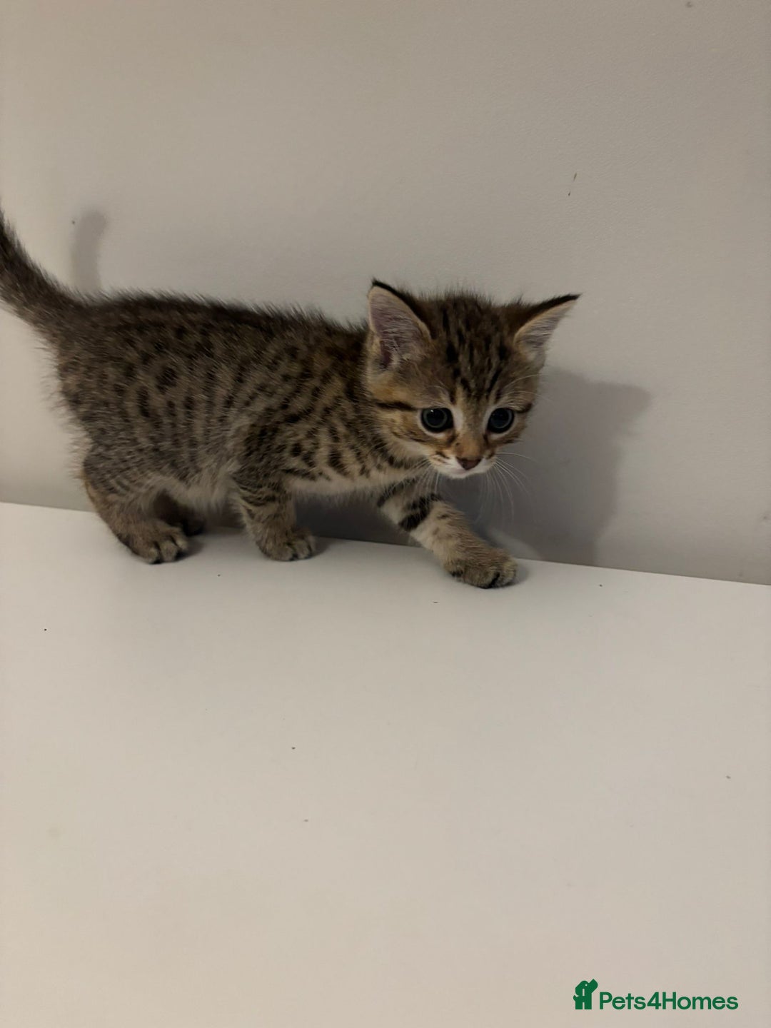 Mixed Breed cats for sale: Beautiful little kitten - Image 6