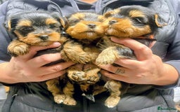 Yorkshire Terrier dogs for sale: Playful Yorkshire terrier puppies - Image 3