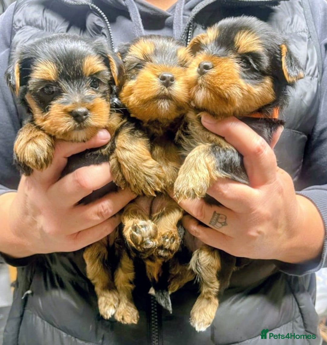 Yorkshire Terrier dogs for sale: Playful Yorkshire terrier puppies - Image 3