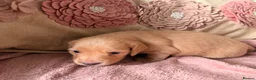 Miniature Dachshund dogs for sale: Miniature long and smooth dachshund pups in Castleford - Advert 11
