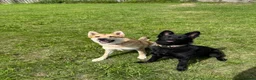 German Shepherd dogs for sale: Working line GSD  - Advert 4