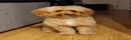 Cavapoo dogs for sale: 8 gorgeous F2B Toy cavapoo puppies. 4 boys 4 girls in Rhyl - Advert 2