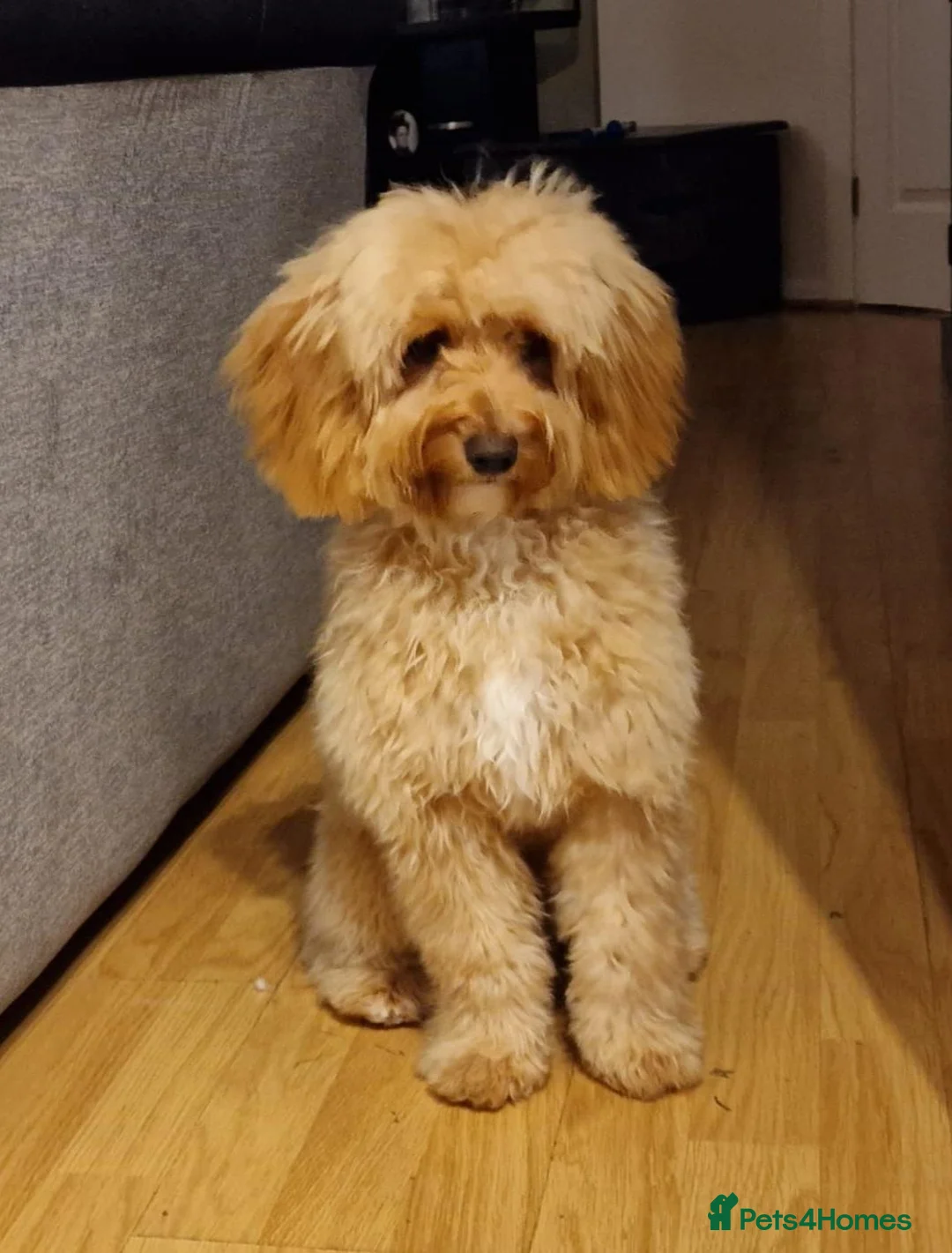 Cavapoo dogs for sale: 8 gorgeous F2B Toy cavapoo puppies. 4 boys 4 girls in Rhyl - Advert 2