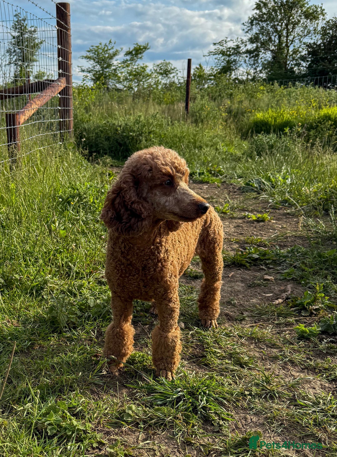 Cavapoo dogs for sale: F1 Cavapoo Girl Ready Now  - Image 6