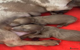 Miniature Dachshund dogs for sale: Miniature dachshunds ( chocolate & tan )  - Image 7