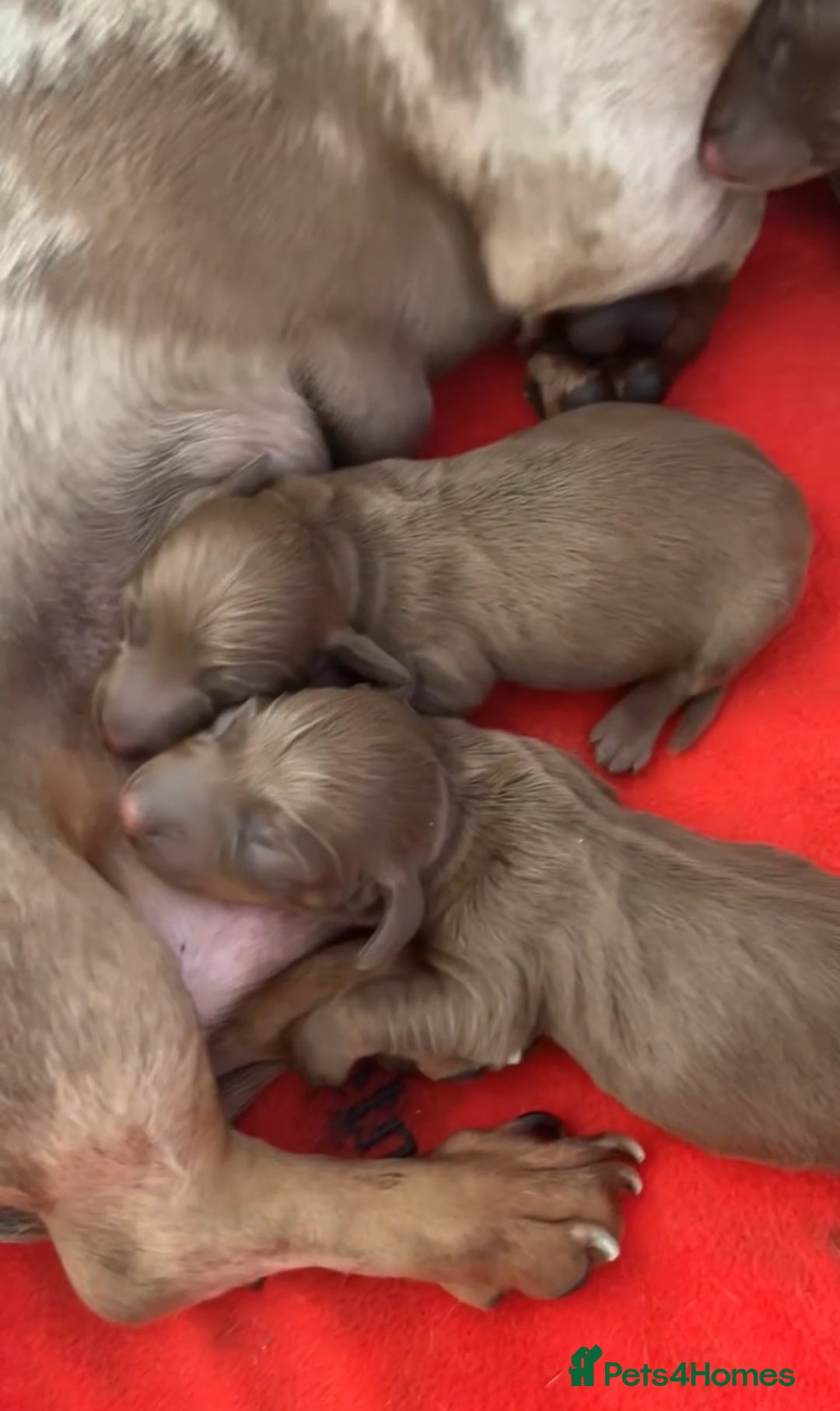Miniature Dachshund dogs for sale: Miniature dachshunds ( chocolate & tan )  - Image 7