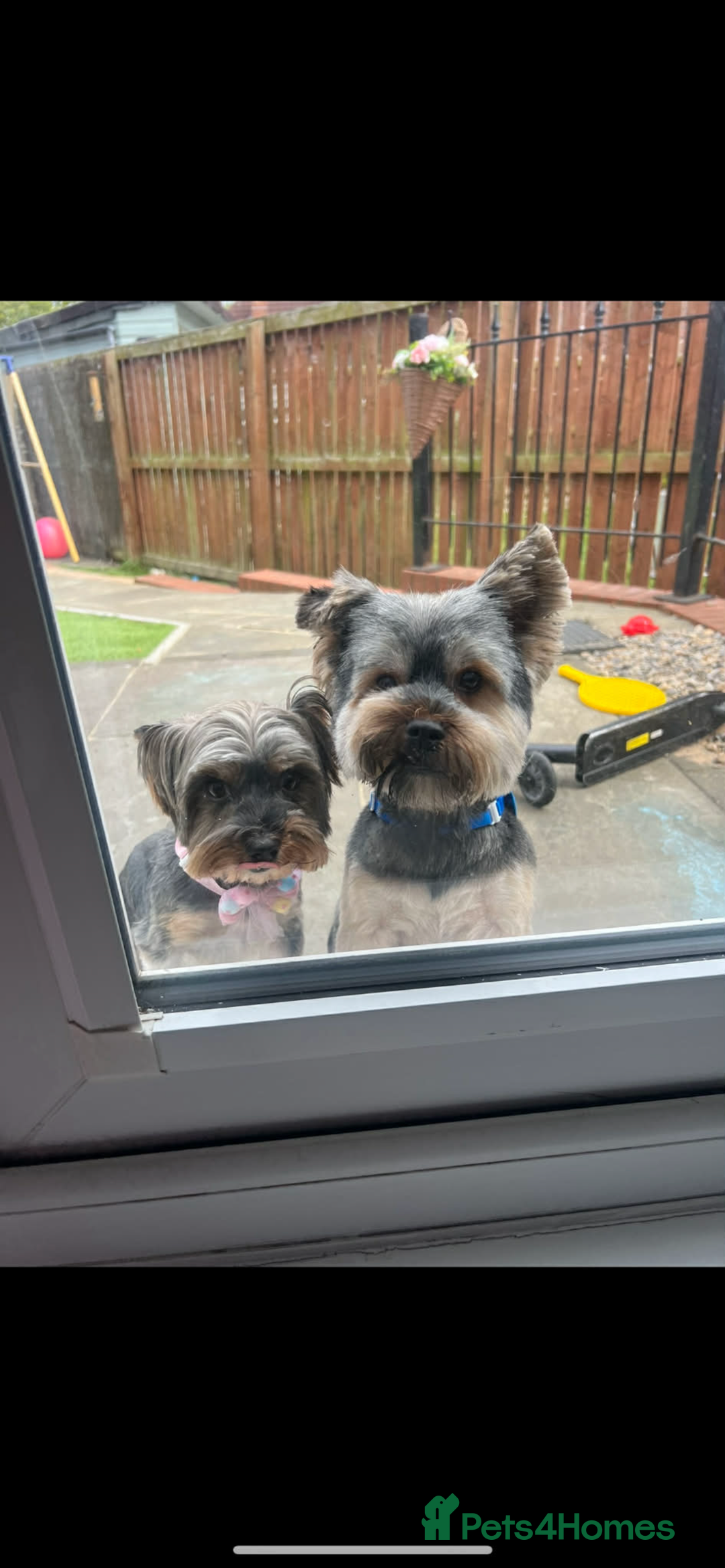 Yorkshire Terrier dogs for sale: Small yorkshire terrier puppy - Advert 2