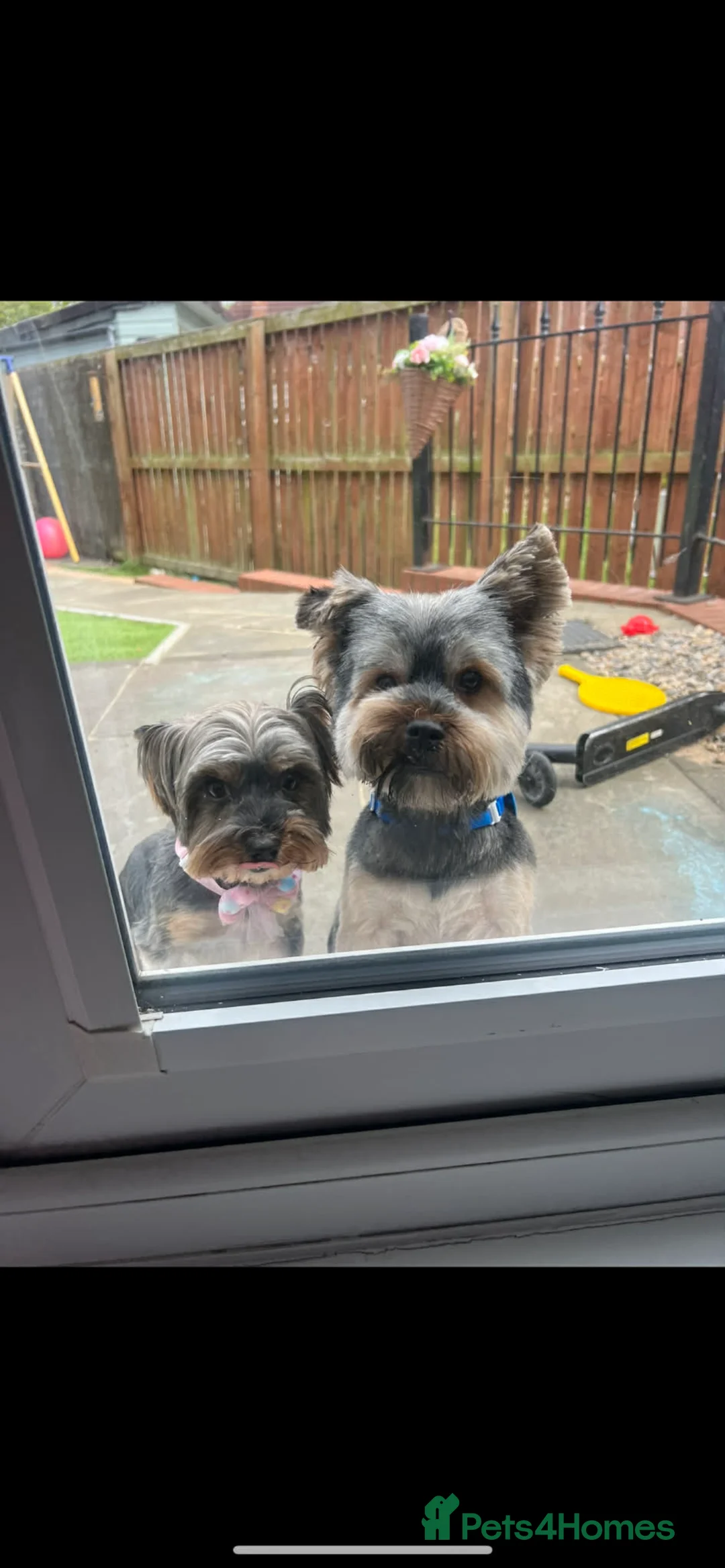 Yorkshire Terrier dogs for sale: Small yorkshire terrier puppy - Advert 2