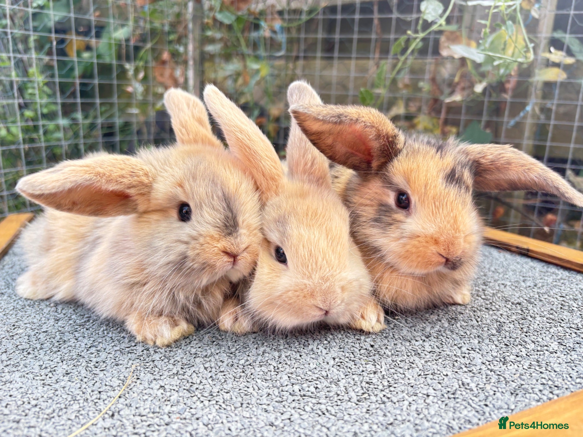 Mixed Breed rabbits 3 Mini Lop cross babies - Advert 8