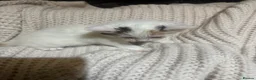 American Shorthair cats for sale: Cuddly Cute Kalic Kittens🐾 - Advert 10