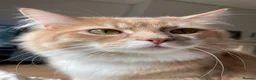 Mixed Breed cats for sale: Coco and kiwi  - Advert 21