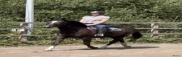 British Warmblood horses for sale: Beautiful black warmblood mare with golden temp in Maesteg - Advert 10