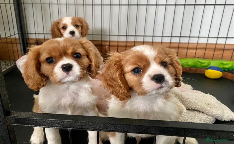 Cavalier King Charles Spaniel dogs - Advert 3