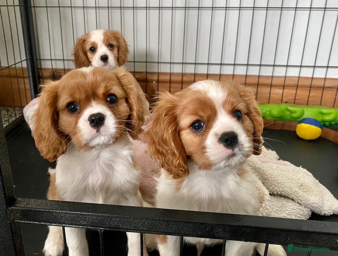 Cavalier King Charles Spaniel dogs for sale: Gorgeous Cavalier King Charles Spaniel Puppies - Image 1