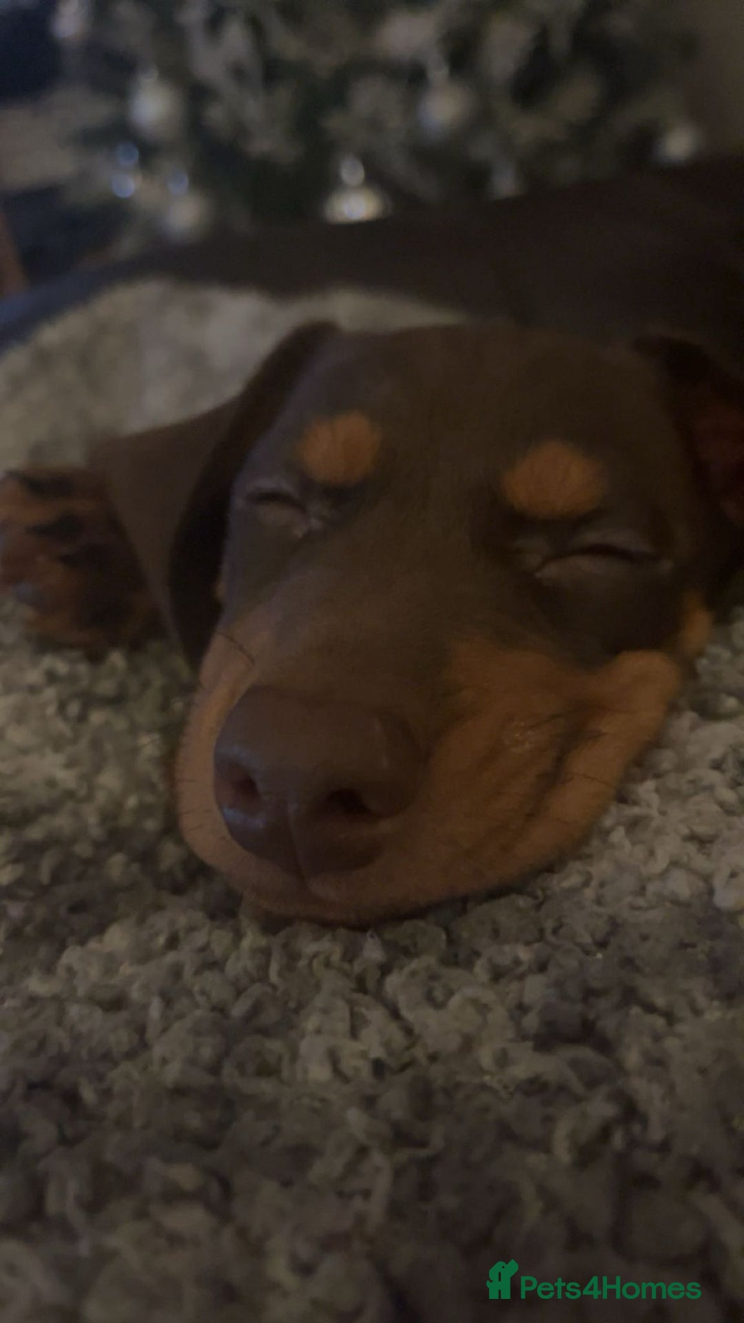 Dachshund dogs for sale: Dachshund female 15week old - Advert 6