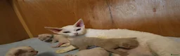 Devon Rex cats for sale: Devon rex kittens FIFE registered/spayed in Rainham - Advert 12