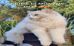 Ragdoll cats for sale: 🔥PRESTIGIOUS BEAST SIZE EU FEMALE🔥  - Advert 16