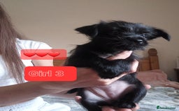 Mixed Breed dogs for sale: 💞 Beautiful Yorkie Russel Puppies 💞 - Image 13