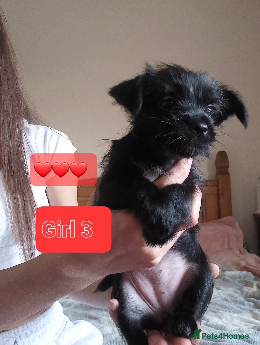 Mixed Breed dogs for sale: 💞 Beautiful Yorkie Russel Puppies 💞 - Image 13