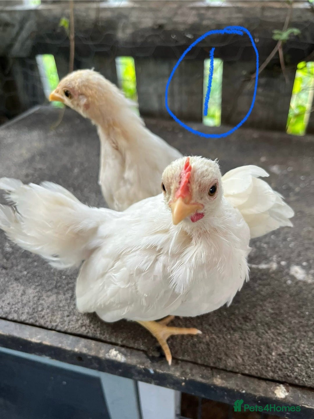 Chickens poultry for sale: Serama cockerels - Image 1