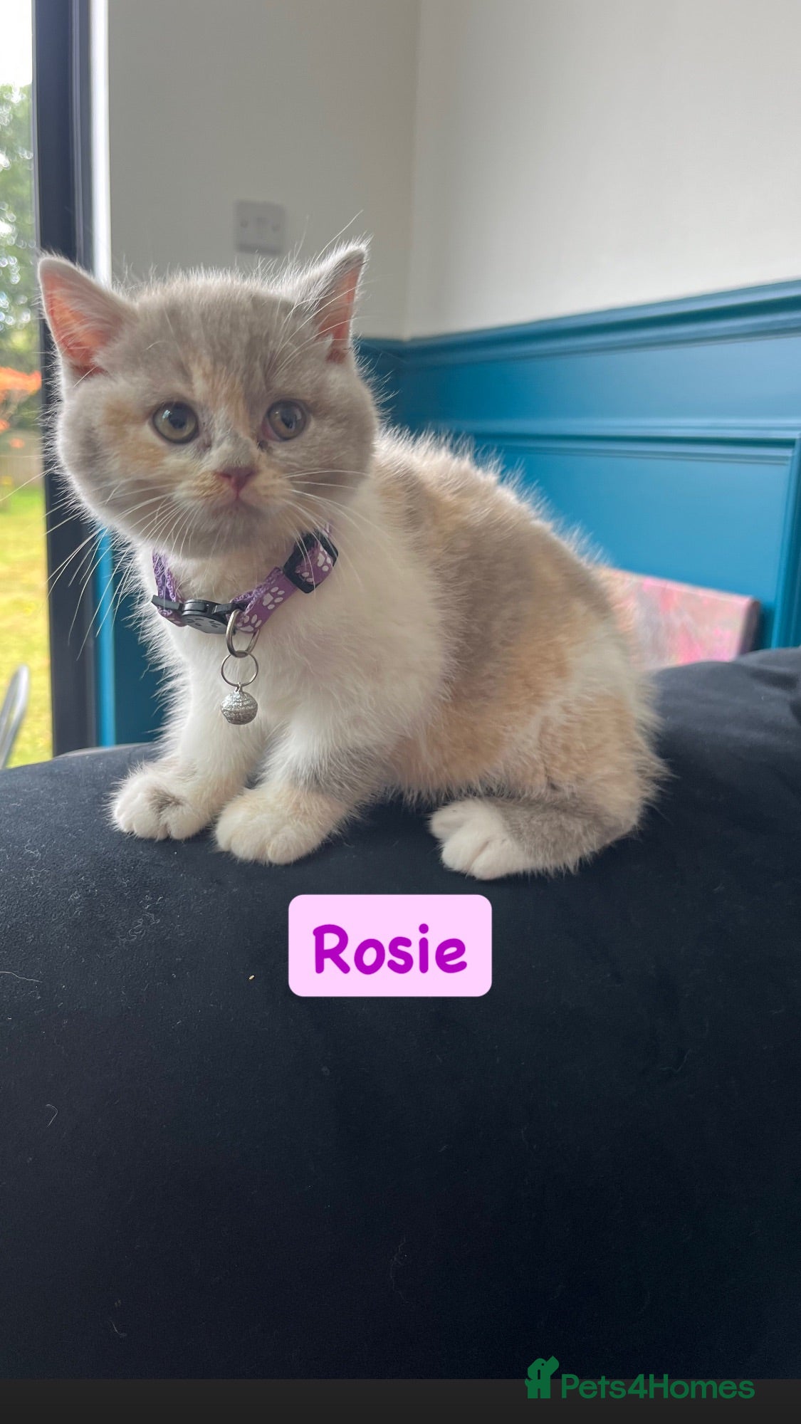 British Shorthair cats Incredible BSH Pedigree 🐾💖 GCCF £1000 - Advert 1