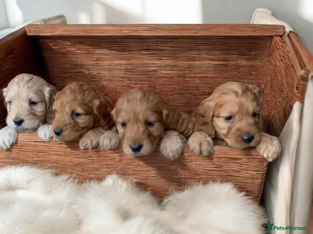 Cockapoo dogs for sale: Adorable Cockapoo puppies - Image 3