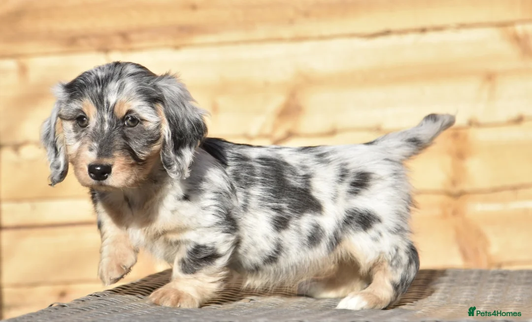 Dachshund dogs for sale: Adorable dachshund litter - Advert 3