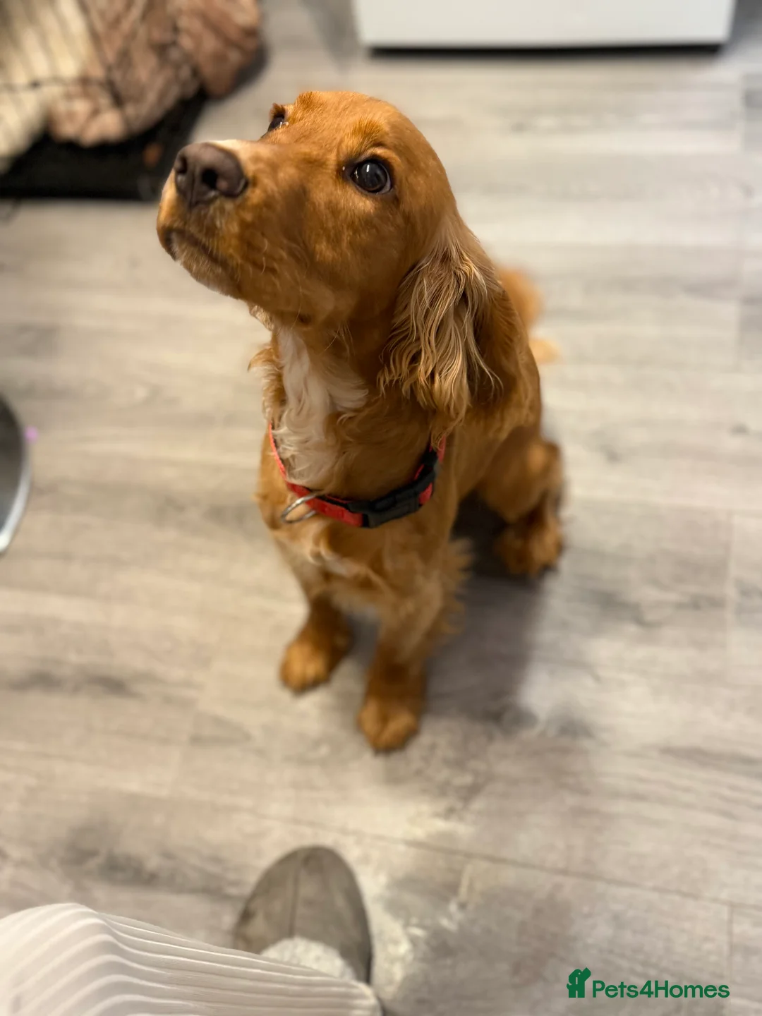 Cocker Spaniel dogs for sale:  Cocka spaniel  - Advert 2