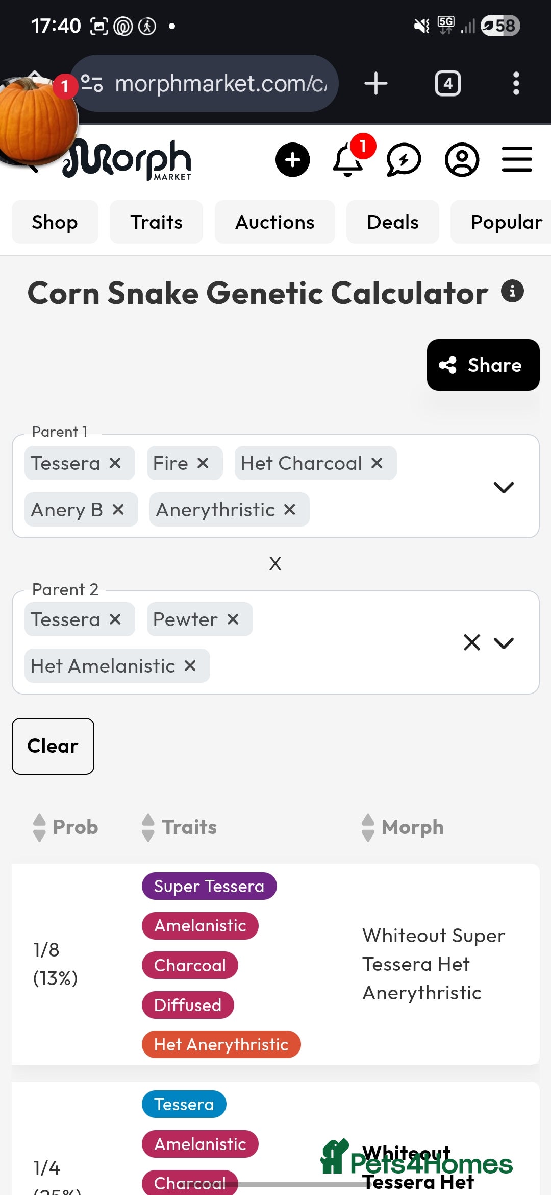 Corn Snake reptiles for sale: Baby Corn Snake For sale  - Advert 5