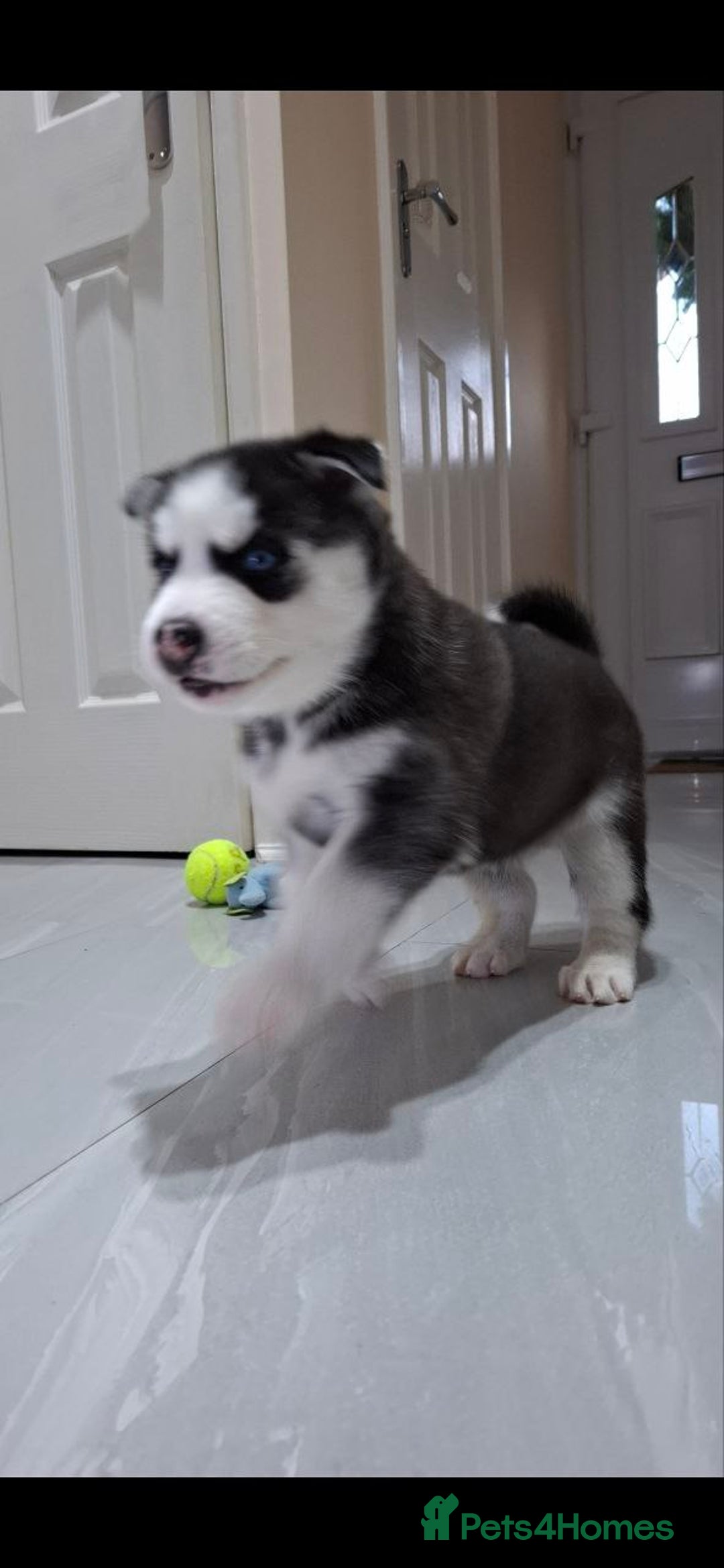 Siberian Husky dogs for sale: Siberian Huskies 1 Male 4 Female - Advert 10