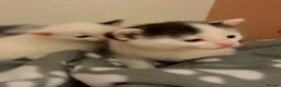 Mixed Breed cats for sale: Black & White Kitten for Sale 🐾 in Worcester - Advert 7