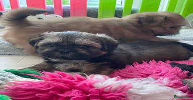 Shih Tzu dogs - Advert 10