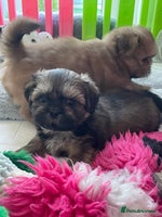 Shih Tzu dogs - Advert 14