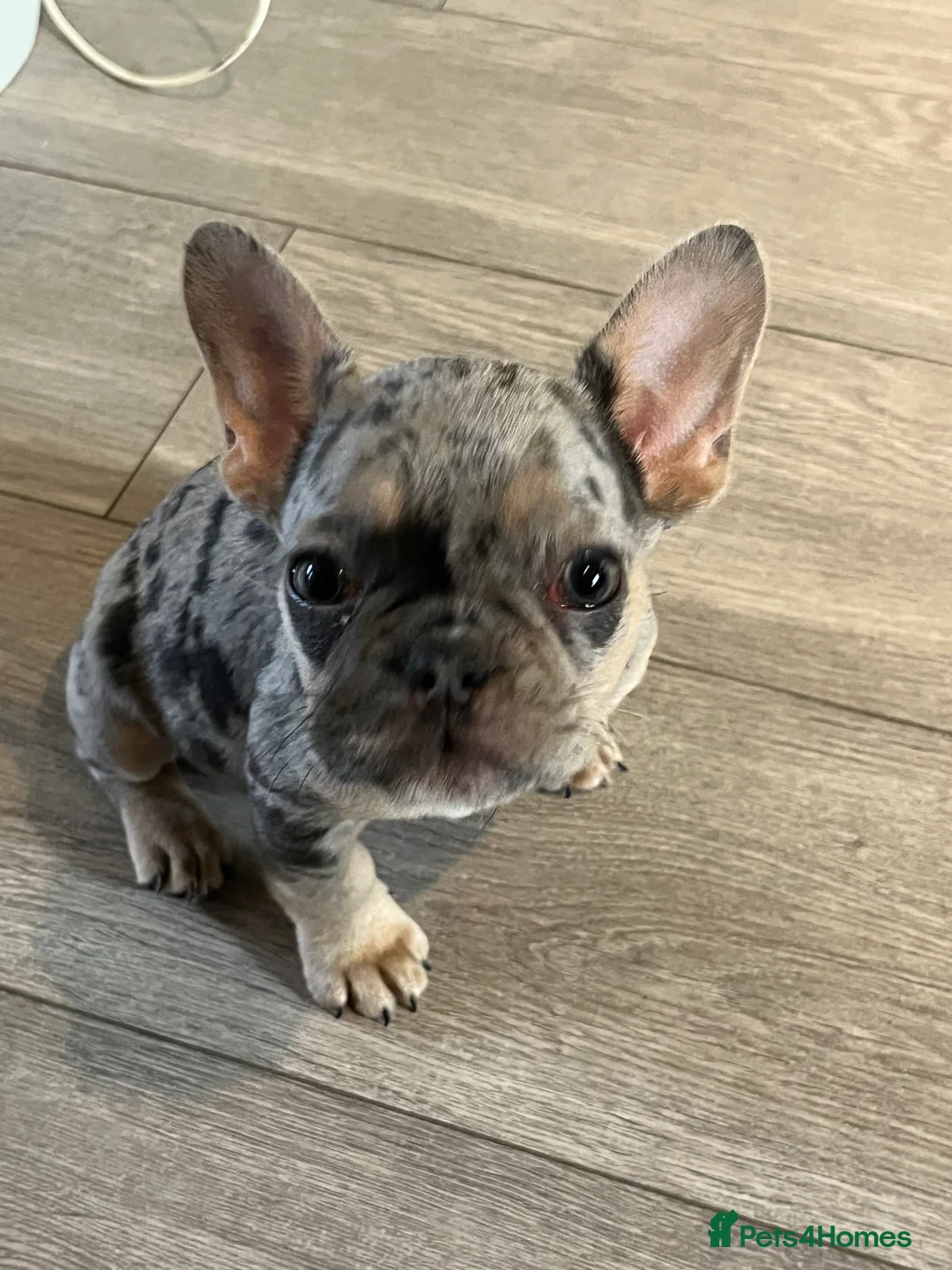 French Bulldog dogs for sale: Beautiful French bulldog pups ready to leave now - Advert 7