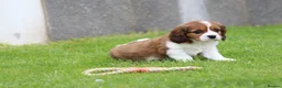 Cavapoo dogs for sale: Beautiful Cavapoo puppies for sale - Advert 14