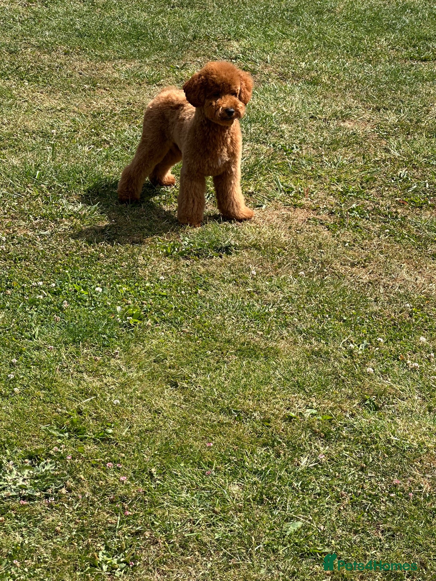 Toy Poodle dogs STUD ONLY - Advert 4