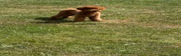 Toy Poodle dogs for stud: STUD ONLY - Advert 1