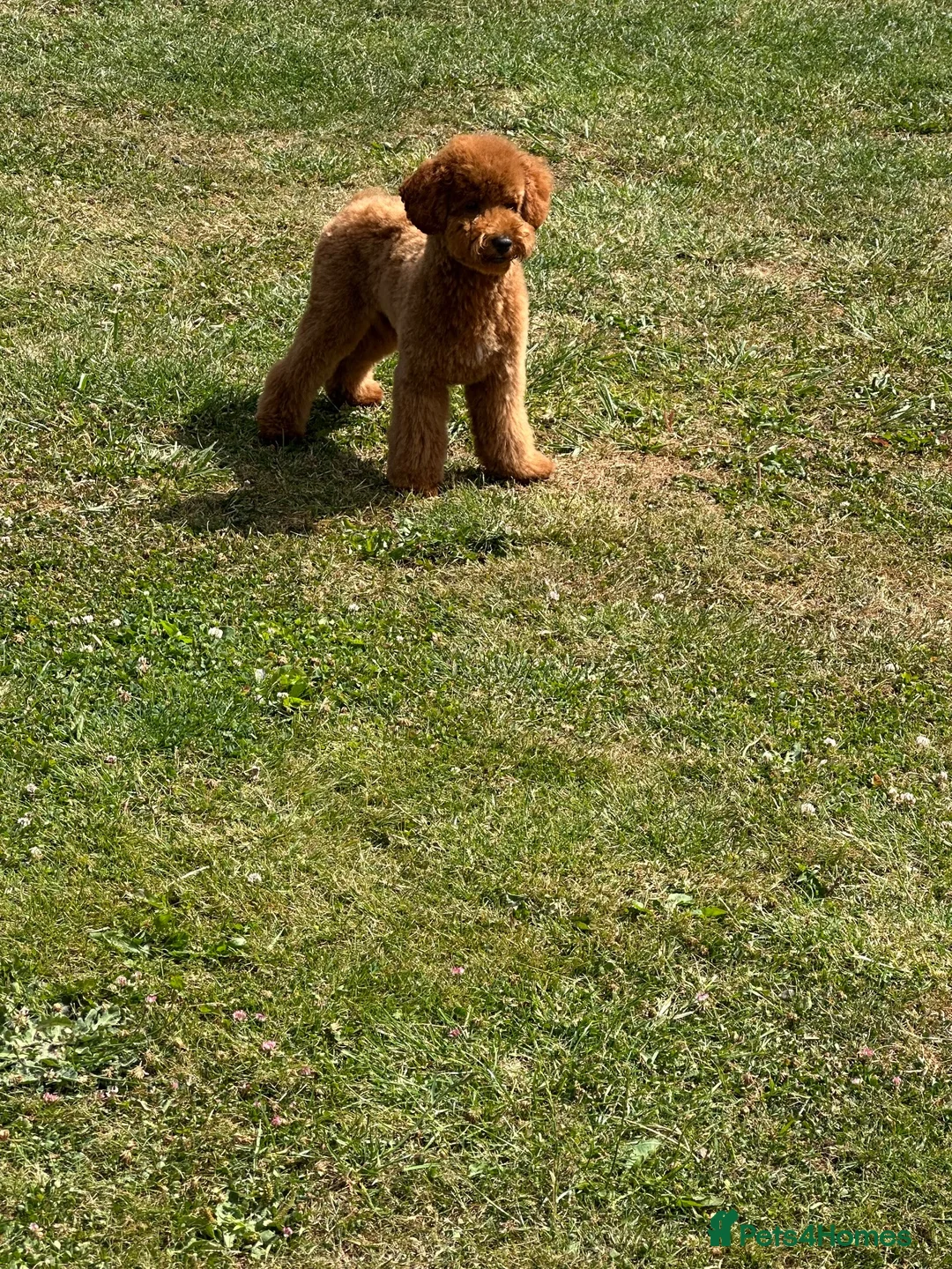 Toy Poodle dogs for stud: STUD ONLY - Advert 1